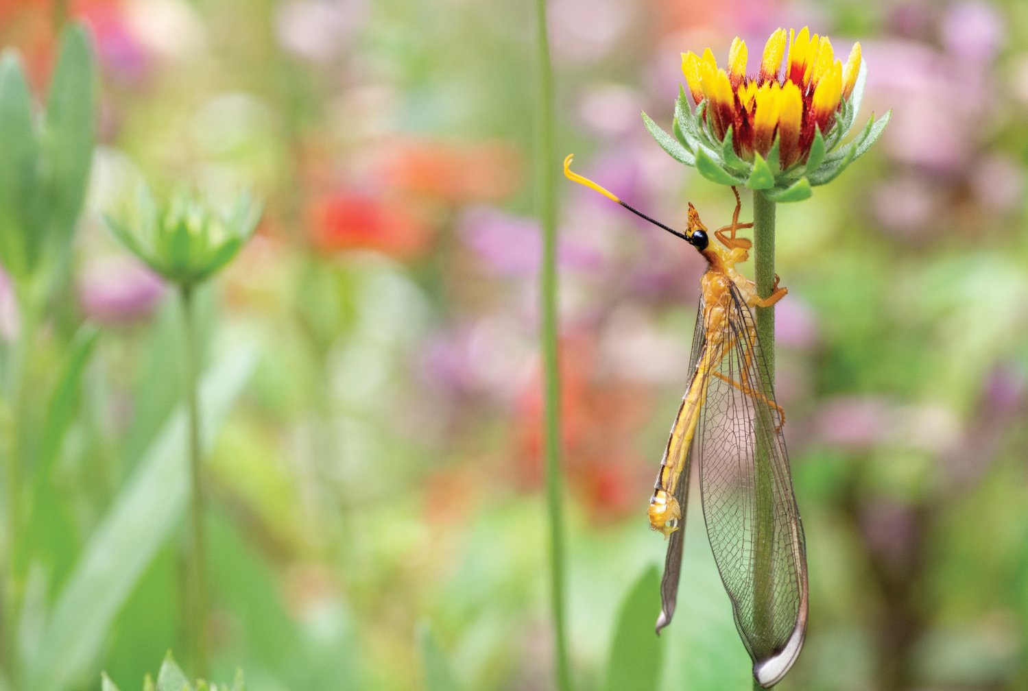 Beneficial Predator Spotlight: Lacewings - Pests in the Urban Landscape -  ANR Blogs
