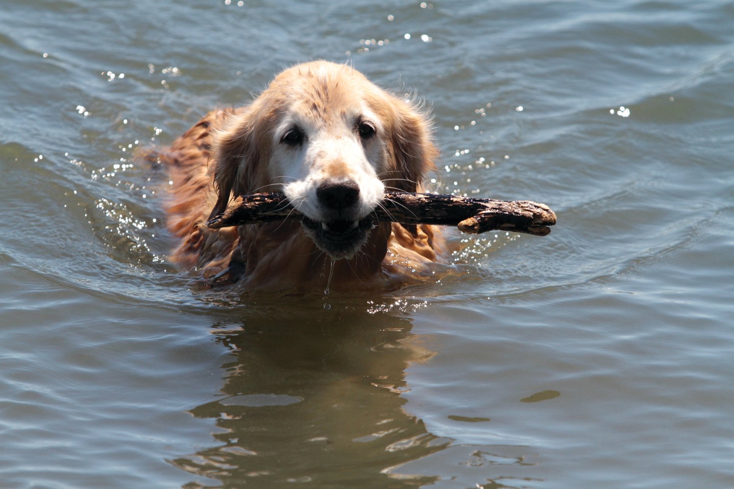 Emma, a golden retriever belonging to John Graham of Sequim, enjoys the water at Point Hudson.
