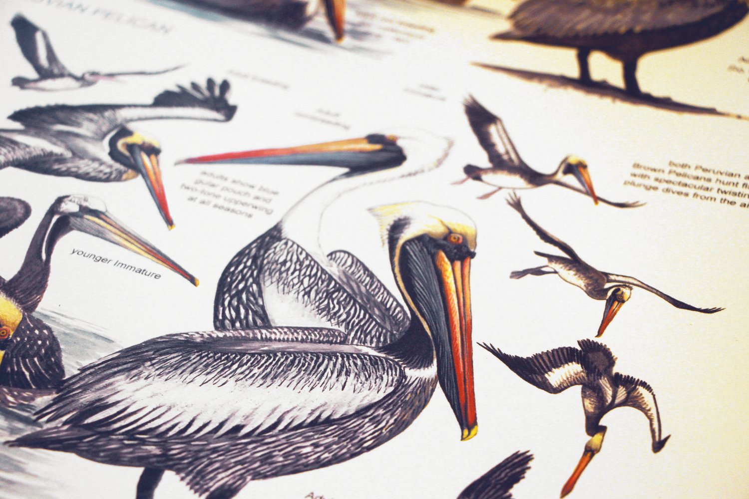 The new book features updated information on seabirds, different 
subspecies, split species, modernized maps and more.