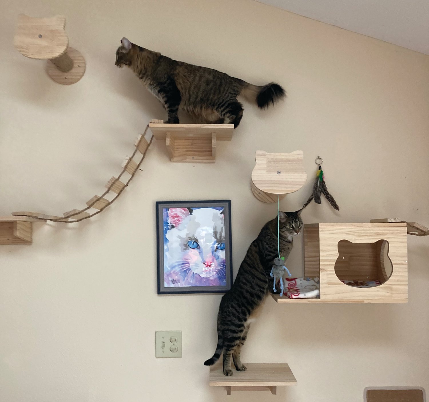Tabby cats Bonnie and Hope explore around the luxury cat hotel’s numerous platforms and towers that adorn the facility’s walls.