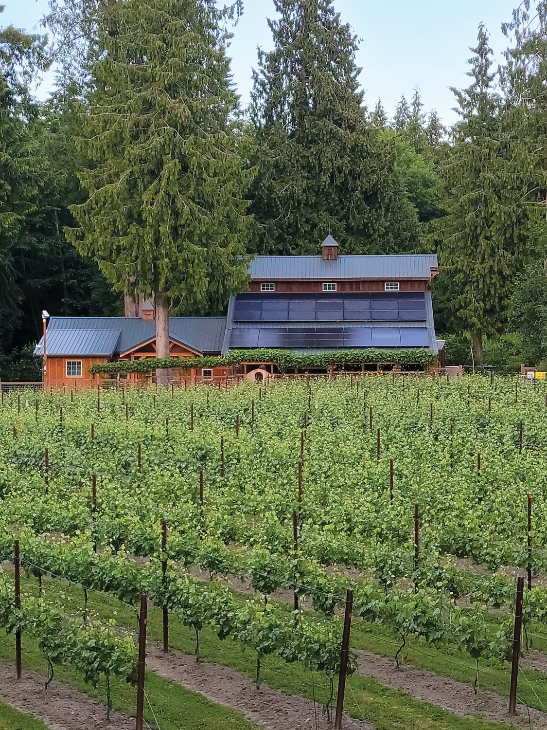 The Raincoast Farms vineyards bursts with green as long summer days ripen vines and ready fruit for harvest.