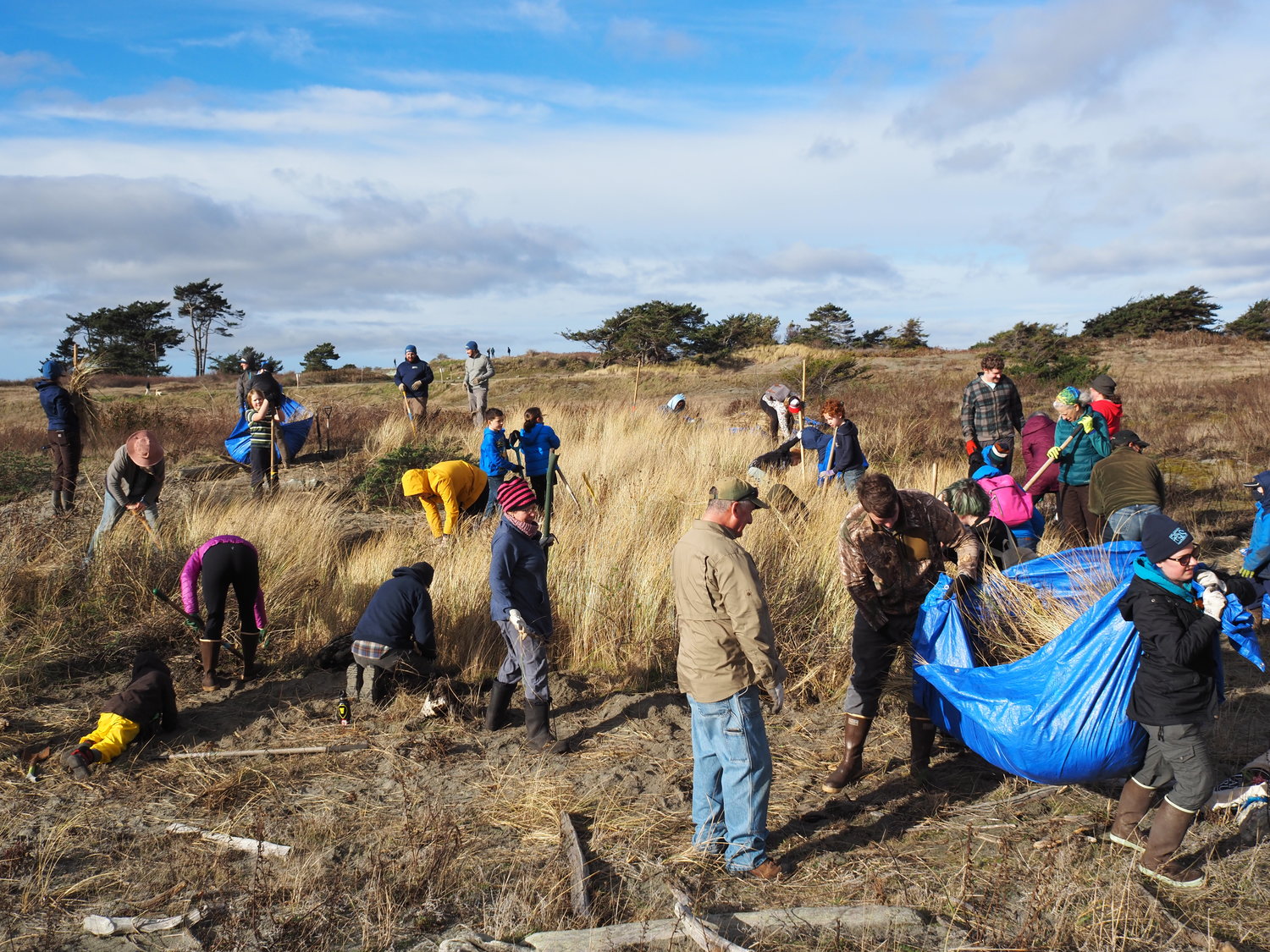 A large crowd of volunteers worked in two groups to remove various section of the invasive plant from the beaches surrounding Fort Worden.