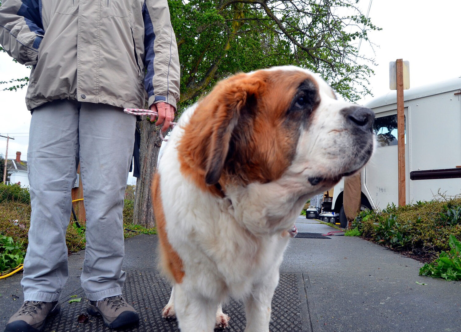 A dog tours the Chimacum Farmers Market with its person.